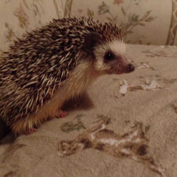 Meet your Posher, Christine - Picture 4 of 9